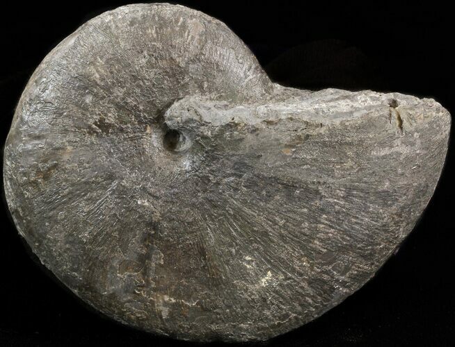 Phylloceras Ammonite Fossil - England #42666